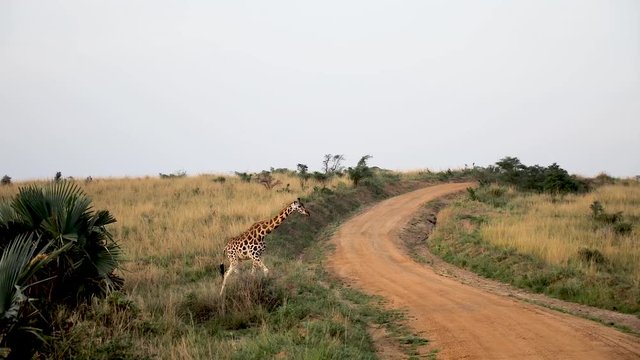 Giraffe crossing the street on a safrie in an Ugandan Nationalpark