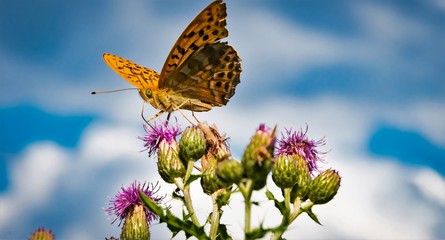 WILDLIFE, GERMANY, MARBURG - The Emperor's coat or silver line (Argynnis paphia) is a butterfly of the genus Argynnis from the family Nelfalidae (Nymphalidae). He is the largest Eropan fritillary.
