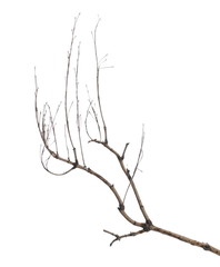 Dry branch tree isolated on white background and texture, clipping path