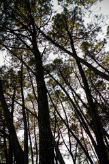 Bosque de pinos