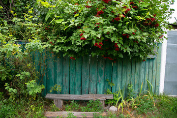 viburnum, old green fence and vintage shop for your wallpaper or background