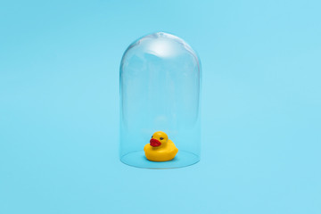 Yellow kids bath time rubber ducky in quarantine under a glass cloche dome on a blue background with copy space and room for text