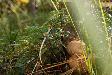 Mushrooms hidden in the forest grass