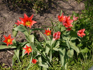 Tulpen