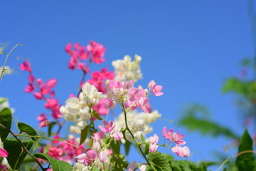 Flowers in the garden that bloom in summer Local flower garden, beautiful garden park