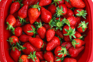 Fresh washed strawberries in red bowl. Top view.