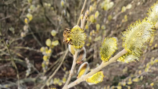 Biene sammeln Nektar und Pollen von der Weidenk&auml;tzchen