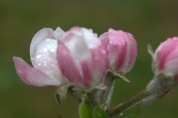 fleur rose de pommier au printemps 