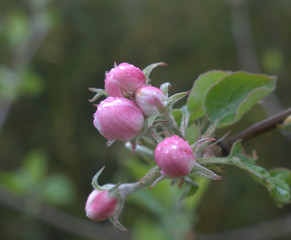 fleur rose de pommier au printemps 