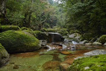 Fotobehang Betoverde Bos Yakushima, oud bos, cederbos, Kagoshima, verrukt bos Osumi-eiland, kyushu, Natuurlijke Werelderfgoedplaats, sugi  © Pauline