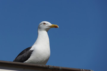 A seagull on a roof in front of the blue sky