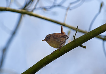 Eurasian wren, a very tiny bird, sitting on a branch