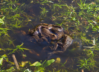 Group of Common frogs mating in a pond between aquatic plants