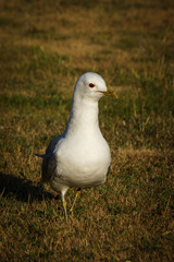 a young seagull in the grass