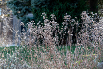 wilted flowers in a garden in winter sun