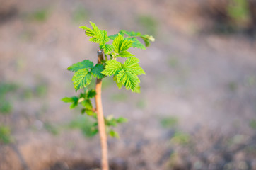 Young raspberry bush. Leaves of raspberry bush. The sun shines on raspberry leaves.