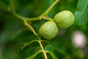 Green walnut fruits hanging on a branch with leaves. Walnut tree with three green nuts. Green...