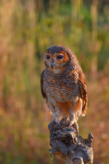 Owl in the warmth of the twilight sun