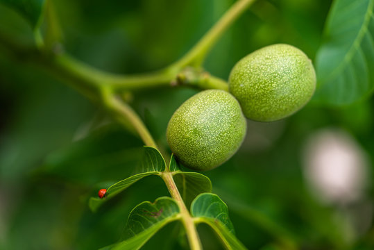 Green walnut fruits hanging on a branch with leaves. Walnut tree with three green nuts. Green walnut brunch with unripe fruits in the garden.