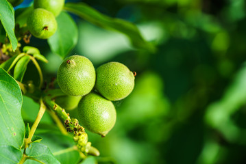 Walnut tree. Walnut branch. Green walnuts. Unripe walnuts.