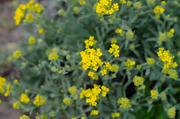 Obraz premium A field with a lot of small yellow flowers. Flower field.