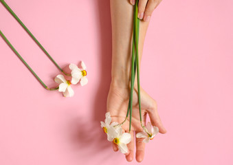 Daffodils lie in the arms of a young girl. Hands with flowers on a pink paper background. White daffodils on hand.