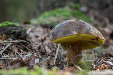 Edible mushroom Bay bolete growing in coniferous forest, closeup view of Imleria badia or brown boletus.