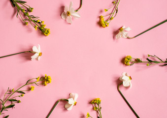 Daffodils lie on a pink background. Circle of flowers. Floral background. Place for your text.