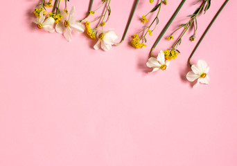 Daffodils lie on a pink background. Five yellow daffodils. Floral background. Place for your text.