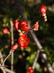 Die Blüten der Zierquitte
