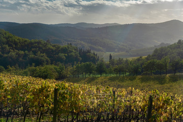 Fototapeta na wymiar panorama of the Chianti hills in Tuscany