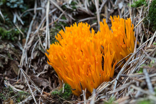 Orange Ramaria fungus. Colorful mushroom. Orange coral mushroom.