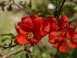 Die Blüten der Zierquitte