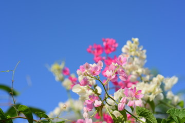 Colorful flowers and morning sunshine	