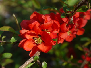 Die Blüten der Zierquitte