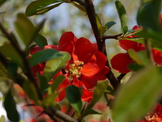 Die Bl&uuml;ten der Zierquitte
