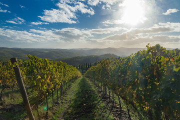 Naklejka premium panorama of the Chianti hills in Tuscany