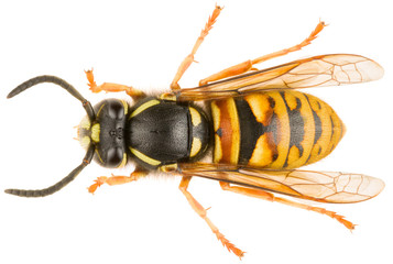 Vespula rufa, known as the red wasp isolated on white background. Dorsal view of wasp.