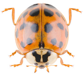 Harmonia axyridis, most commonly known as the harlequin, multicolored Asian, or simply Asian ladybeetle, is a large coccinellid beetle. Dorsal view of Harmonia axyridis isolated on white background.
