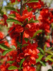 Obraz premium Die Blüten der Zierquitte