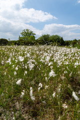 Heath close to Ulvshale, Moen, Zealand, Denmark