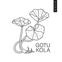 Vector illustration of indian pennywort, Asiatic pennywort or goyu kola drawn in outline style isolated on white background. Herbal botanic drawing of gotu kola for print, logo, emblem. - obrazy, fototapety, plakaty