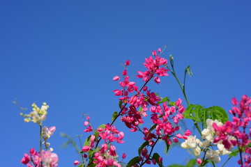 Colorful flowers and morning sunshine	