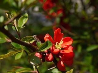 Die Blüten der Zierquitte