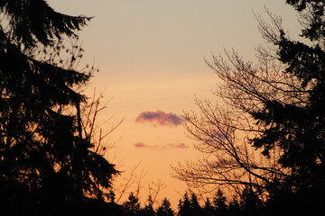 sunset between trees