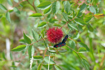 Beautiful butterflies with wings full of red dots in the Vikos-Aoos national park