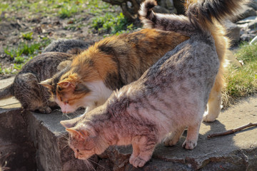 Homeless cats. Stray cats. March cats. Outbred cats.