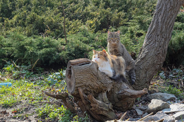 Homeless cats. Stray cats. March cats. Outbred cats.