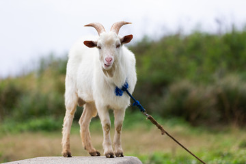 日本の最南端、沖縄県波照間島のヤギ