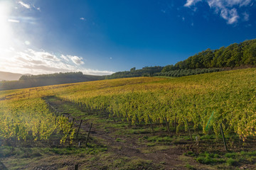 Fototapeta premium panorama of the Chianti hills in Tuscany